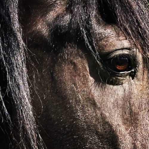 Blackhorse